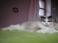 /album/fotogalerie-kocour1/ursini-14-jpg/